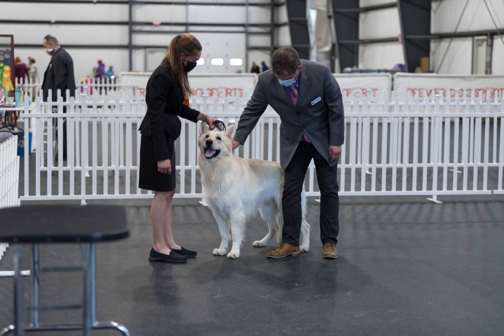 Picture Gallery in Lancaster, NY | Premier Dog Sports ...