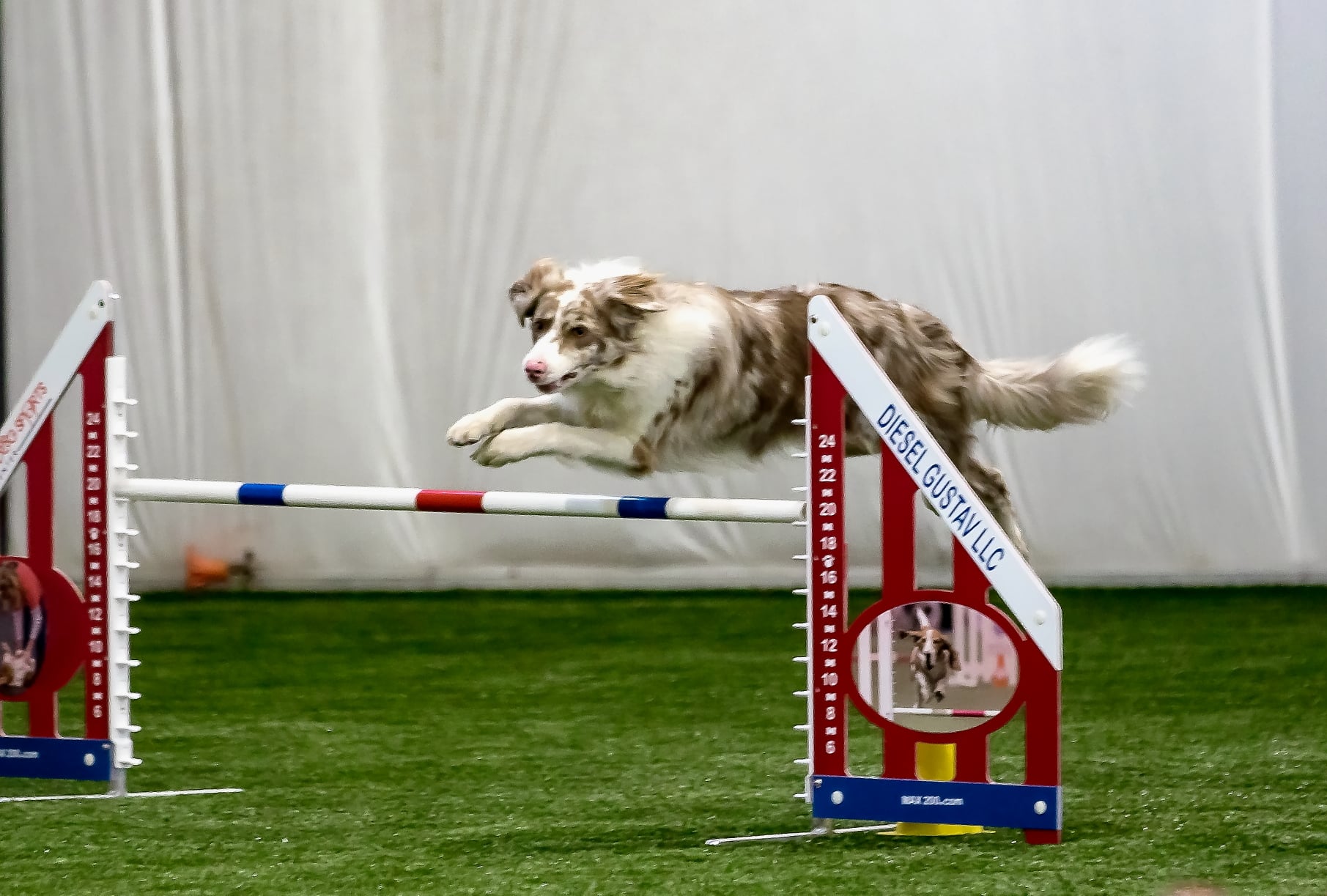 Agility in Lancaster, NY Premier Dog Sports & Event Center